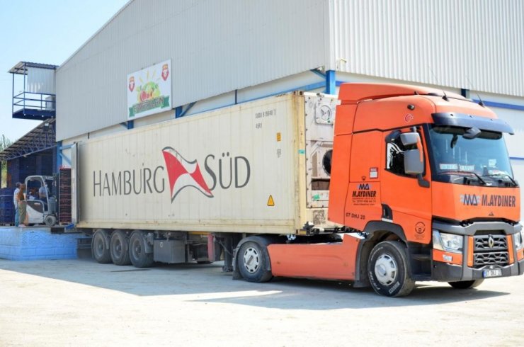 Denizlili narcılar hasada mutlu başladı