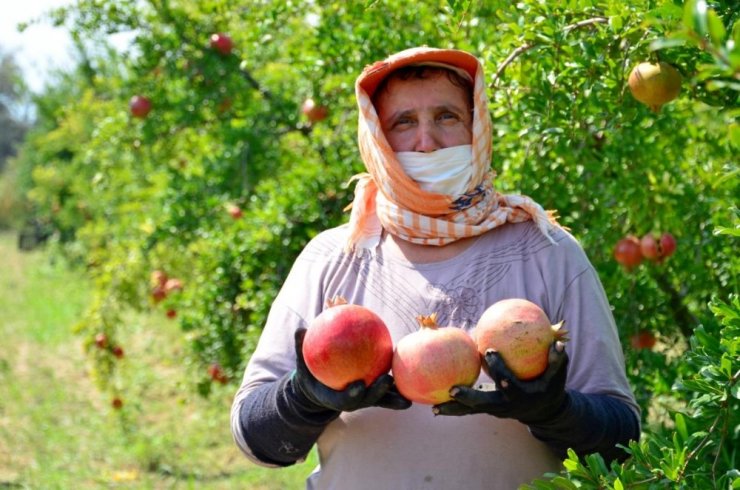 Denizlili narcılar hasada mutlu başladı