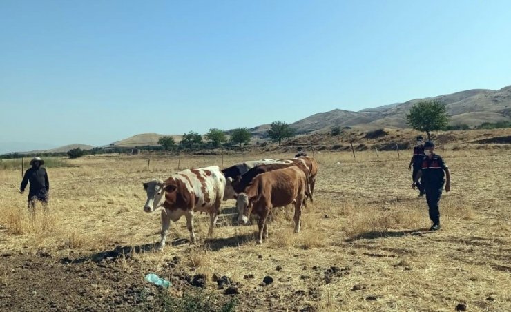 Elazığ’da jandarma dedektif gibi iz sürdü, çalınan hayvanları buldu