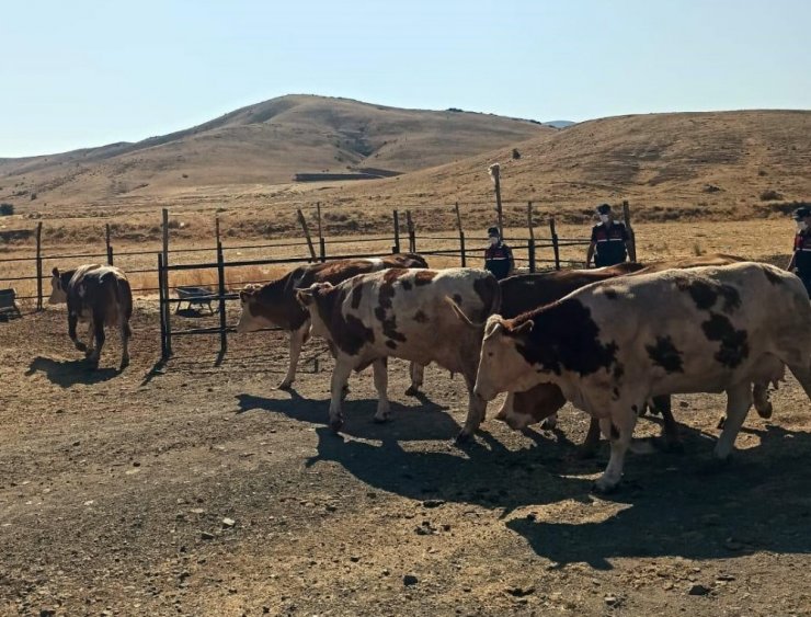 Elazığ’da jandarma dedektif gibi iz sürdü, çalınan hayvanları buldu
