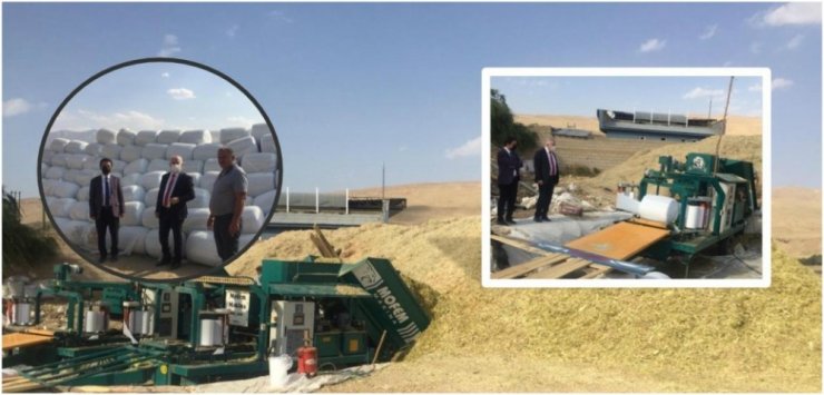 Van’da üretilen silajlık mısırda ilk defa paketleme işlemi yapıldı