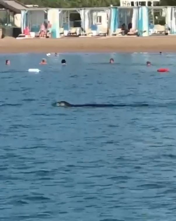Akdeniz foku, tatilcilerle birlikte yüzdü