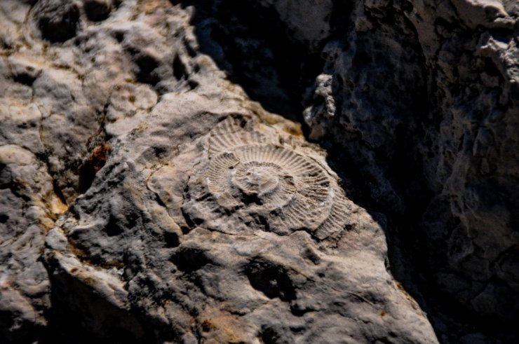 Eskişehir’de 65-200 milyon yıllık Ammonit fosilleri keşfedildi