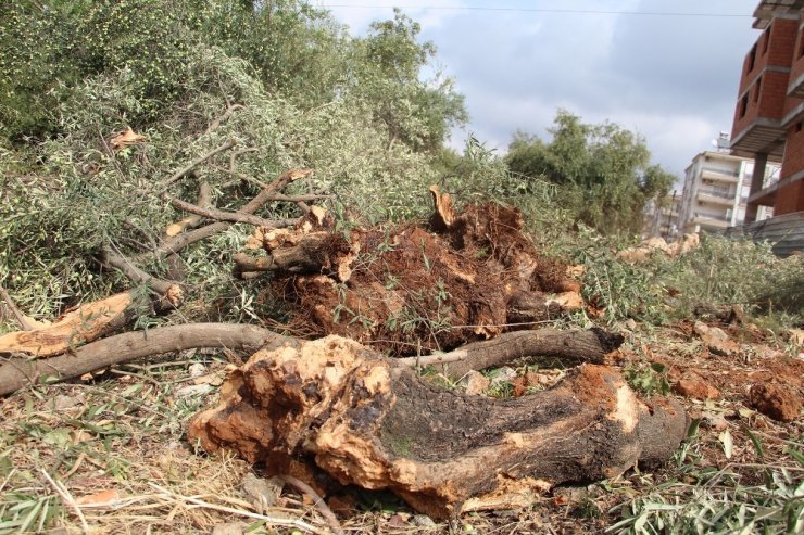 Antalya’da 42 zeytin ağacı inşaat çalışması için katledildi