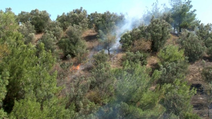 Bursa’da arıları tütsülerken ormanı yaktı