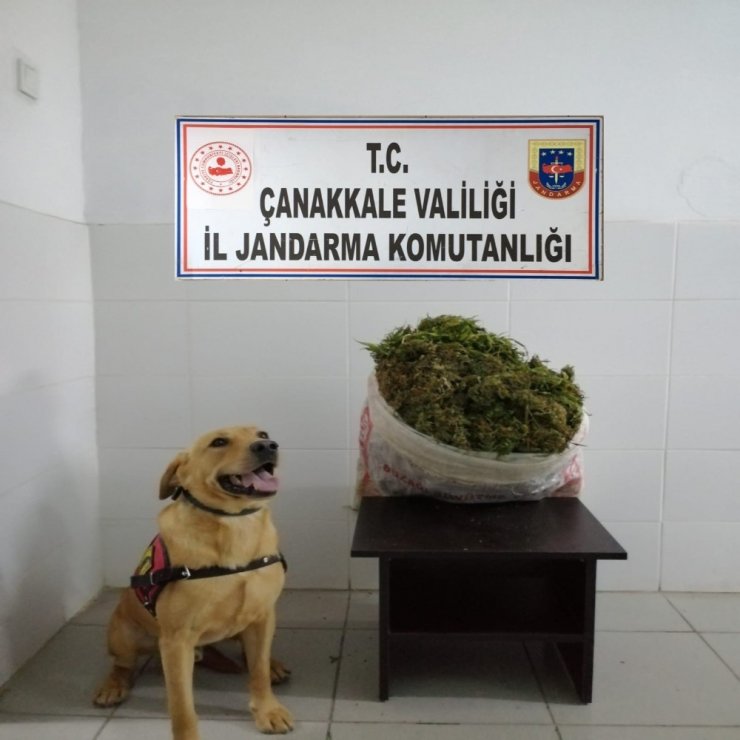 Biga’da uyuşturucu operasyonu: 1 gözaltı