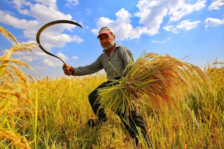 Karacadağ pirinç hasadı fotoğraflandı