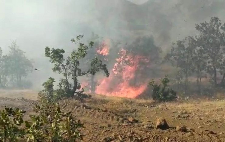 Elazığ’da orman yangını