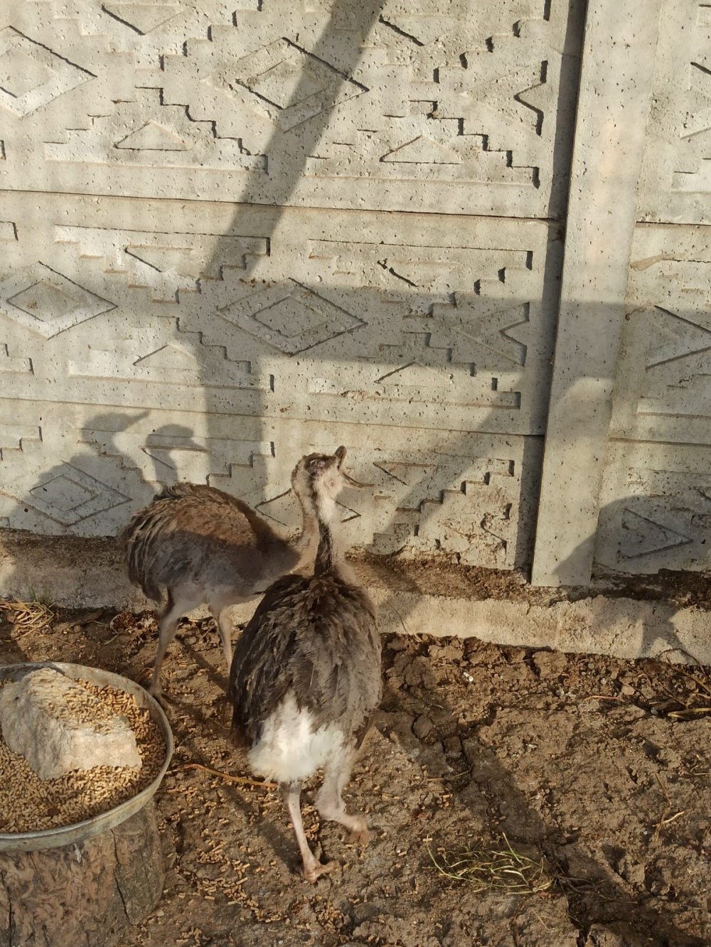 Kaçak hayvan operasyonu! Lama maymun devekuşu flamingo ele geçirildi