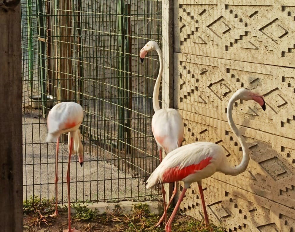 Kaçak hayvan operasyonu! Lama maymun devekuşu flamingo ele geçirildi