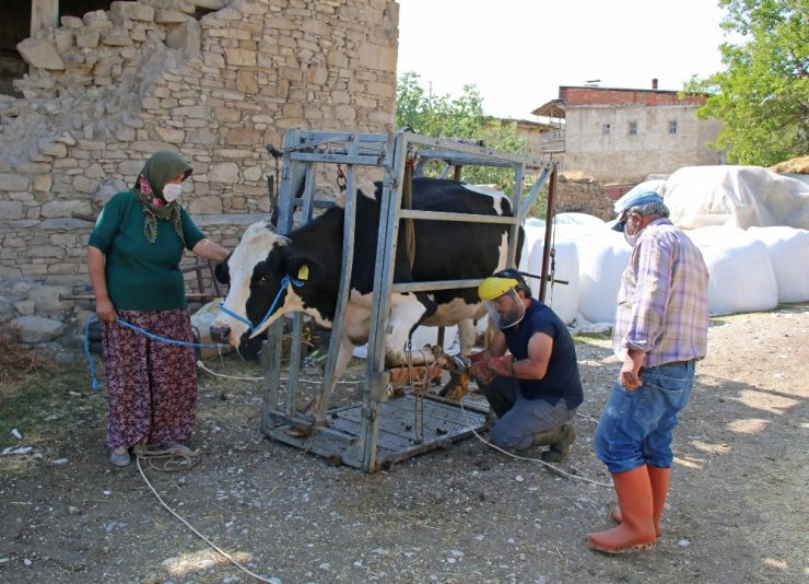 Büyükbaş hayvanlara tırnak bakımı