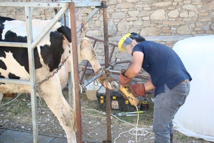 Büyükbaş hayvanlara tırnak bakımı