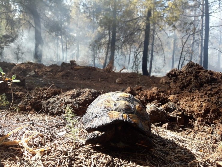 Kundaklanan ormanda mahsur kalan kaplumbağanın yardım çığlığı