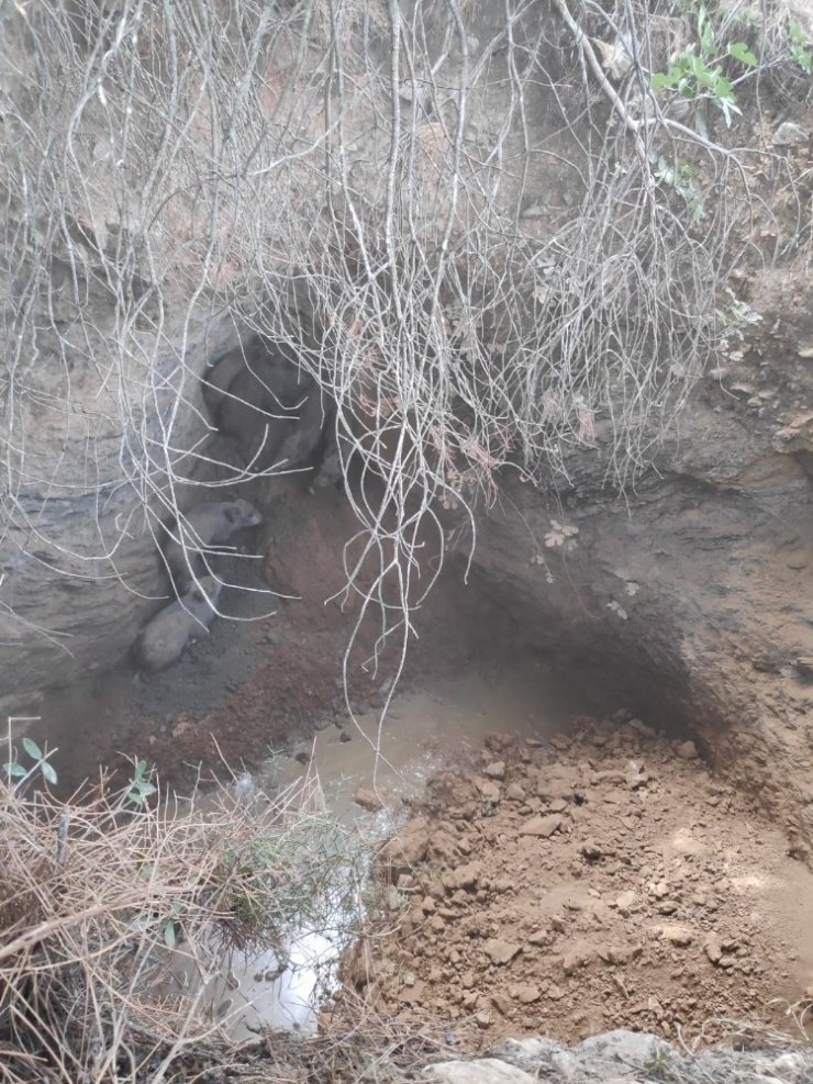 Yavru domuzları Menderes Belediyesi kurtardı