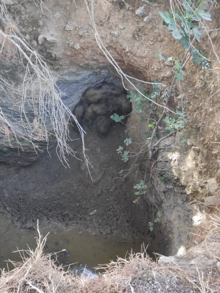 Yavru domuzları Menderes Belediyesi kurtardı