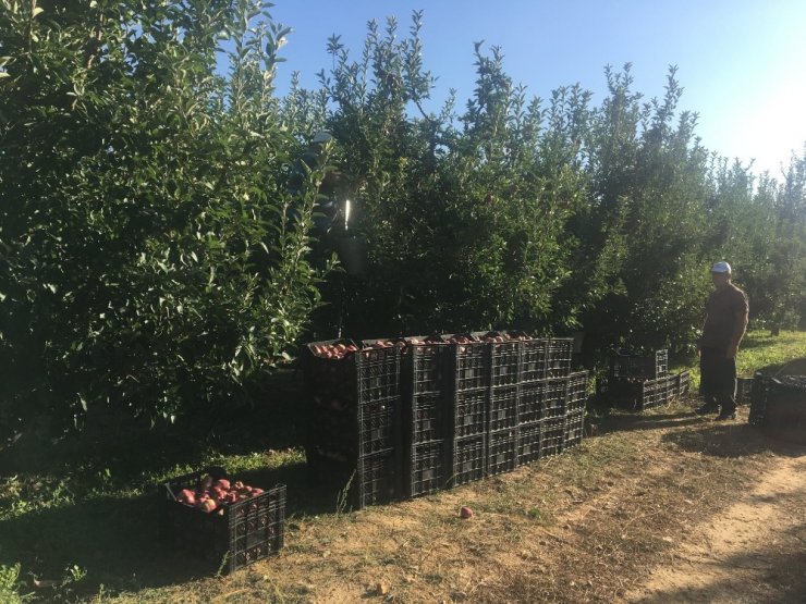 Beyşehir’de elma hasadına başlandı