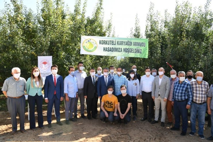 Vali Yazıcı’dan, Korkuteli’de Karyağdı Armudu hasadı