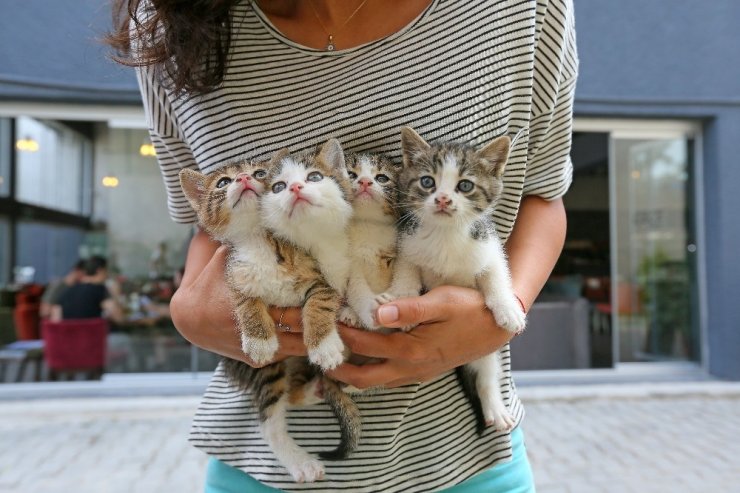 Hayvan Hakları Günü’nde hayvana şiddet hala kabahat