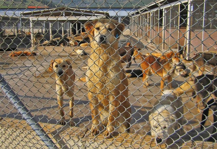 Hayvan Hakları Günü’nde hayvana şiddet hala kabahat
