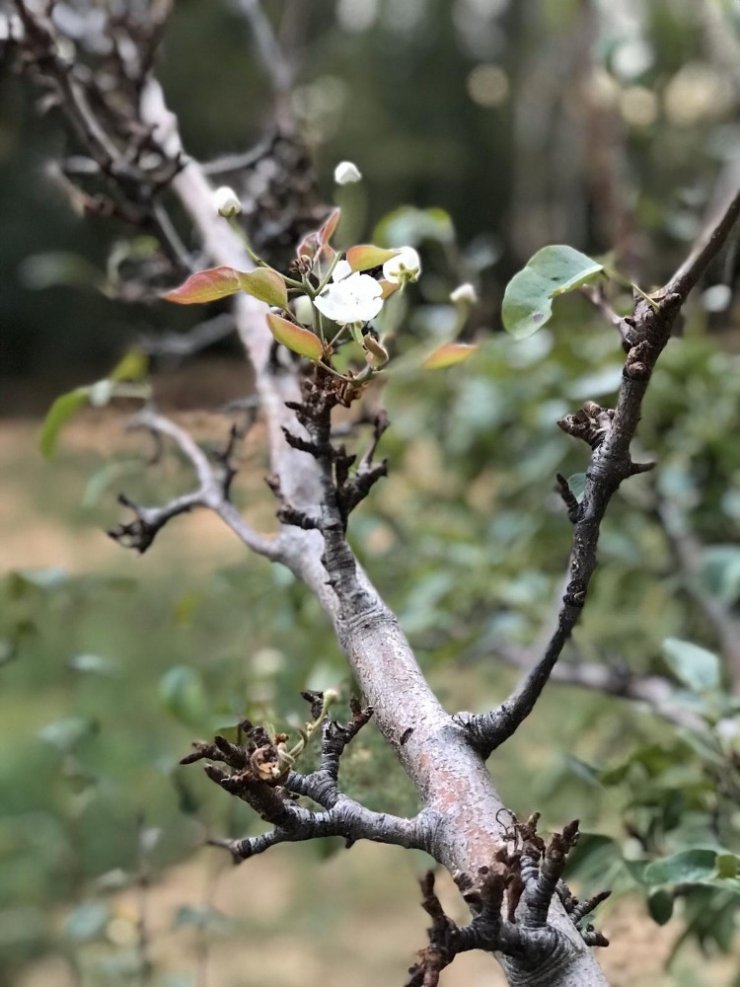 Armut ağacı Ekim’de çiçek açtı