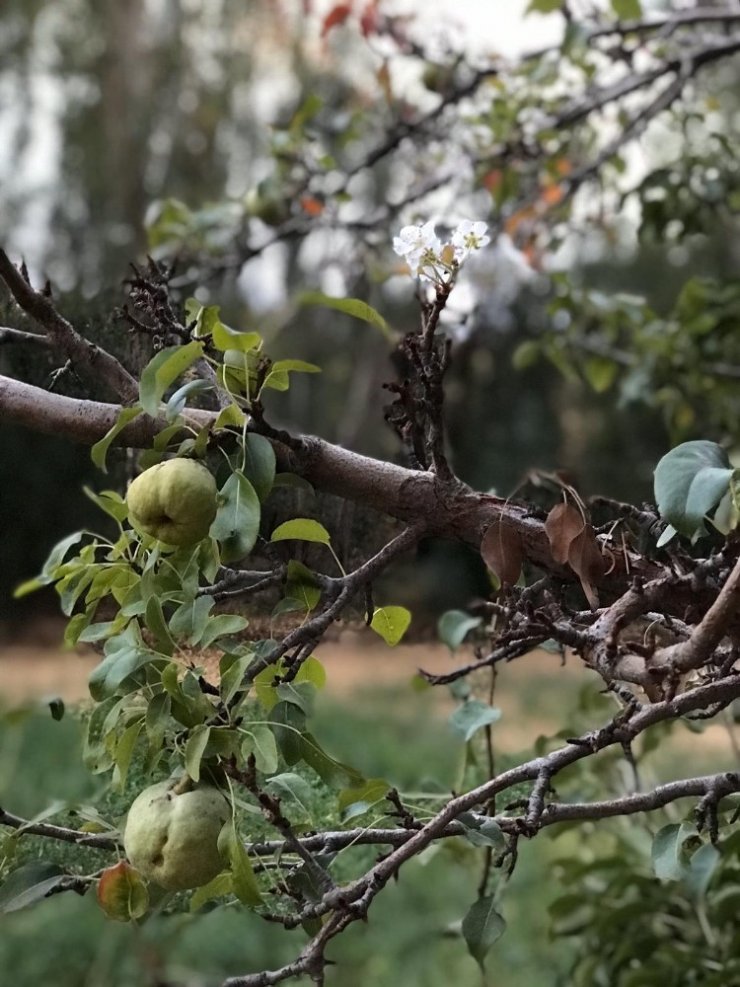 Armut ağacı Ekim’de çiçek açtı