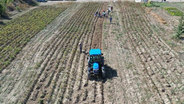 Bayburt Üniversitesinde organik ürünlerin hasadına başlandı