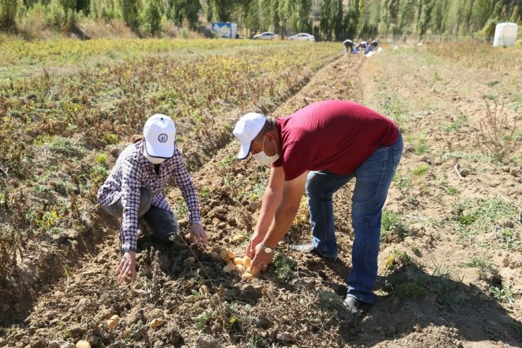Bayburt Üniversitesinde organik ürünlerin hasadına başlandı