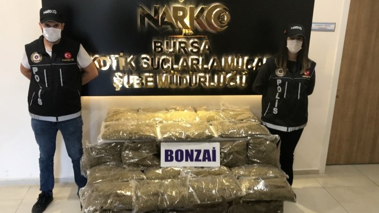 Bursa’da yapılan uyuşturucu operasyonunda 31 kilo bonzai ele geçirildi