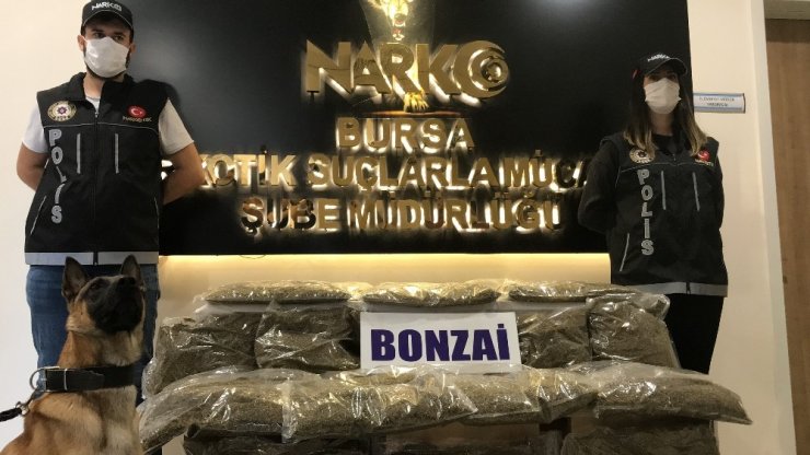 Bursa’da yapılan uyuşturucu operasyonunda 31 kilo bonzai ele geçirildi