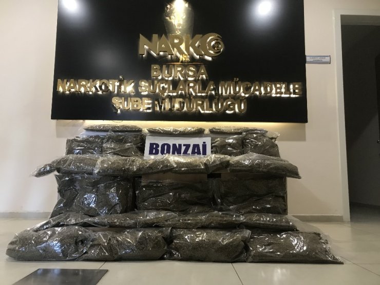 Bursa’da yapılan uyuşturucu operasyonunda 31 kilo bonzai ele geçirildi