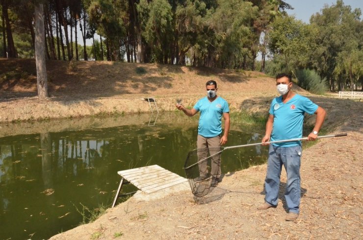 Mersin’de sivrisinekle biyolojik mücadele