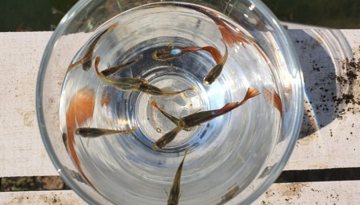 Mersin’de sivrisinekle biyolojik mücadele