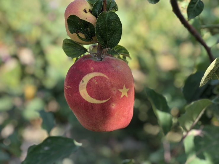 Bu ayvayı gören hayrete düşüyor