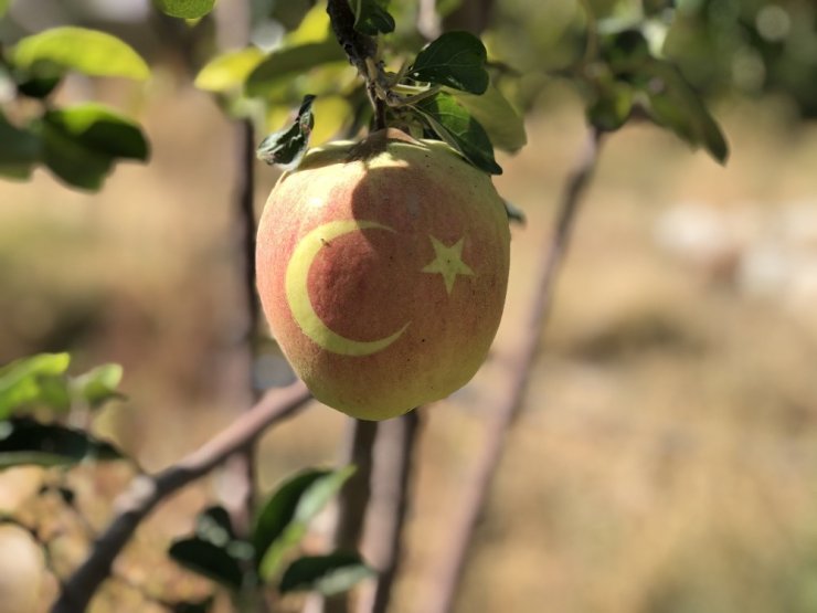 Bu ayvayı gören hayrete düşüyor