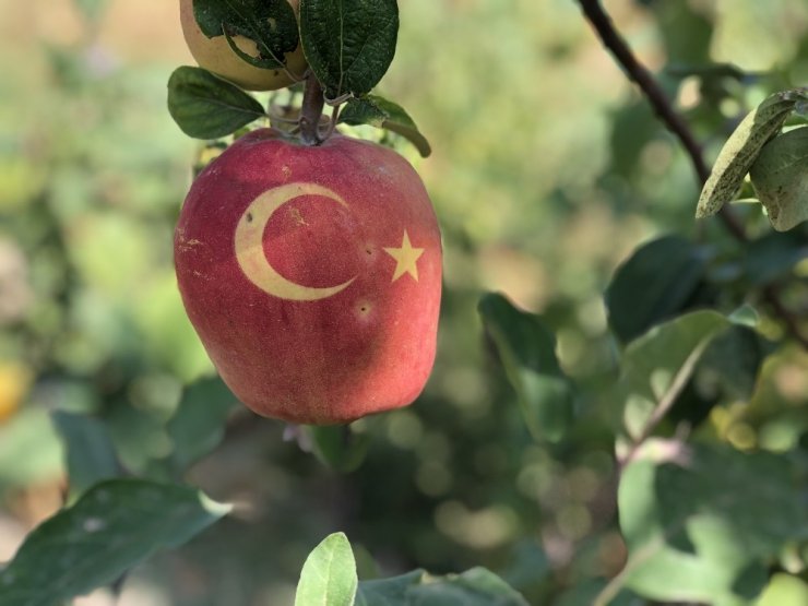 Bu ayvayı gören hayrete düşüyor