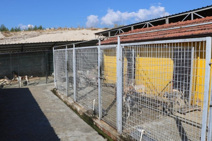 Safranbolu Belediyesi sokak hayvanlarına yuva buluyor