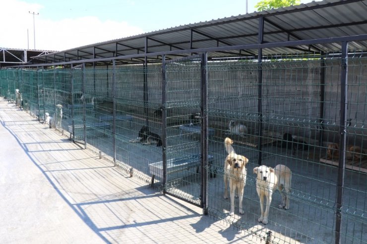 Safranbolu Belediyesi sokak hayvanlarına yuva buluyor