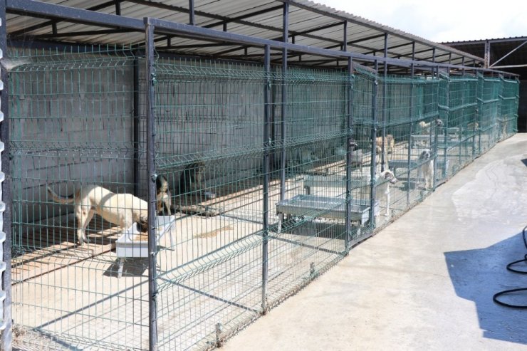 Safranbolu Belediyesi sokak hayvanlarına yuva buluyor