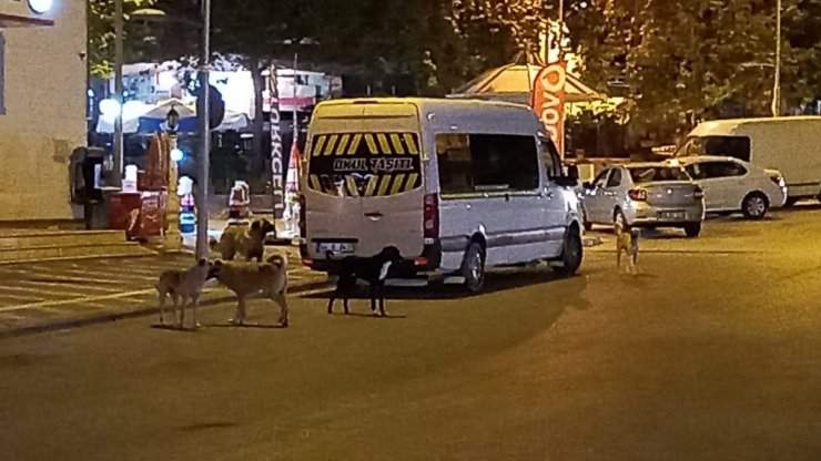 Malatya’da köpek korkusu