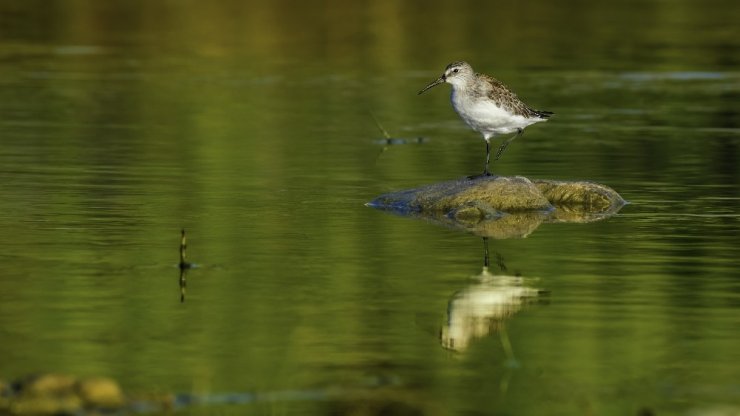 150’nin üzerinde kuş türünün bulunduğu Boğaçayı’nda kuş gözlemi