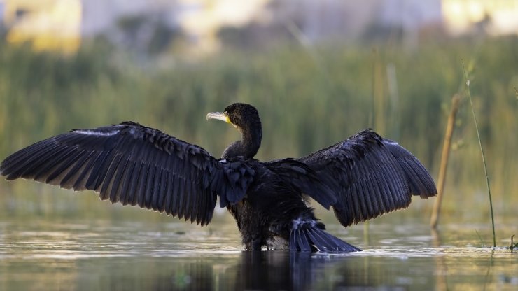 150’nin üzerinde kuş türünün bulunduğu Boğaçayı’nda kuş gözlemi