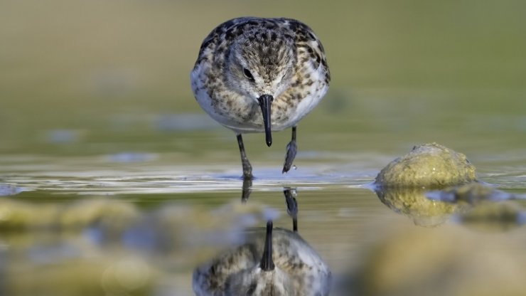 150’nin üzerinde kuş türünün bulunduğu Boğaçayı’nda kuş gözlemi