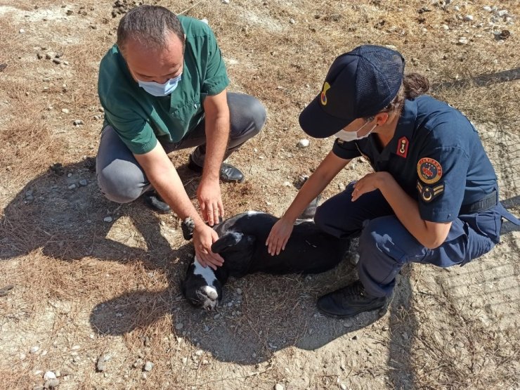 Sahipsizlere jandarma sahip çıktı