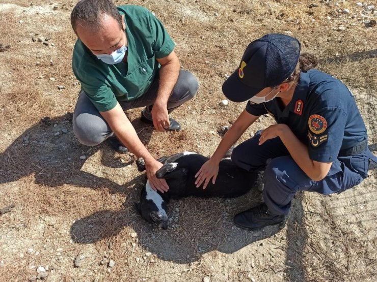 Sahipsizlere jandarma sahip çıktı
