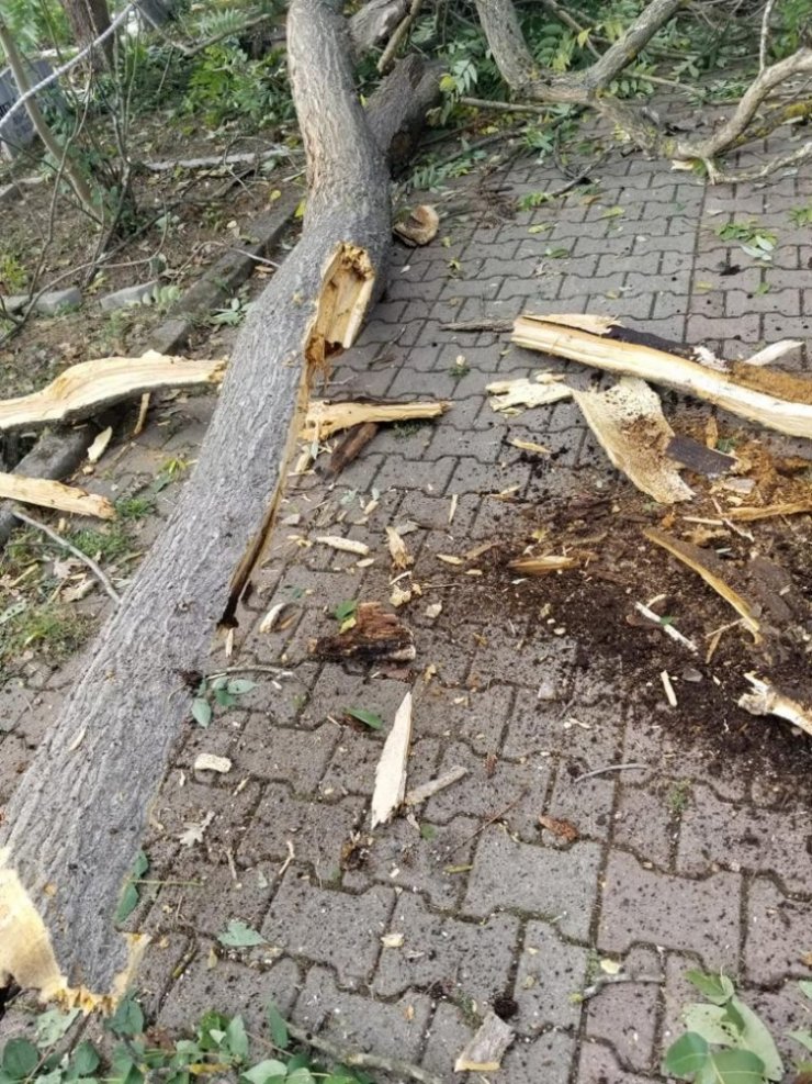 Tehlike oluşturan ağaçlar kaldırılıyor