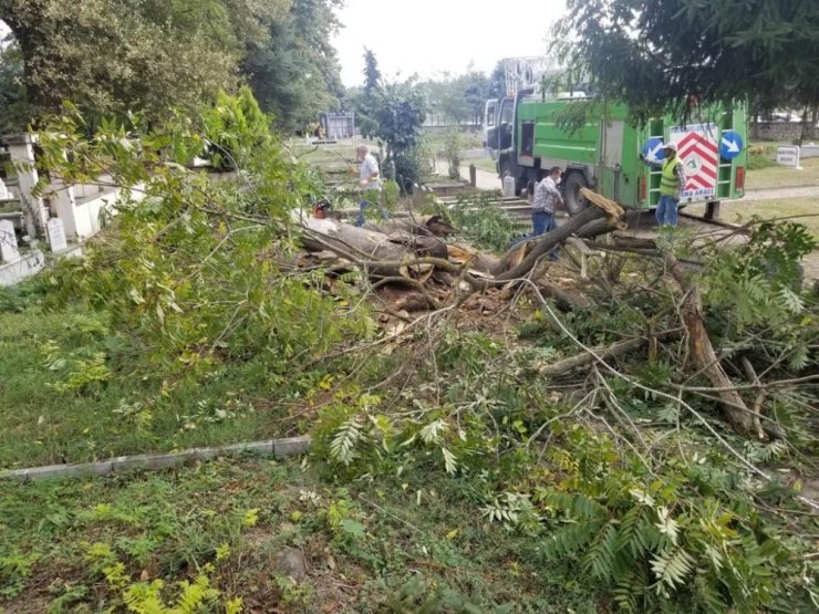 Tehlike oluşturan ağaçlar kaldırılıyor