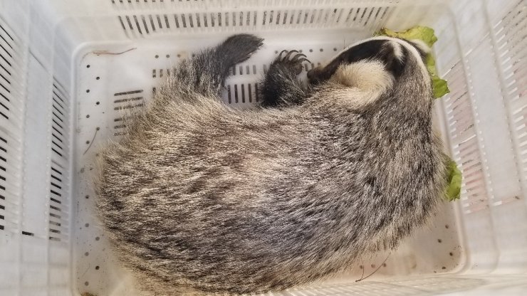 Doğa yürüyüşü sırasında yaralı porsuk buldular