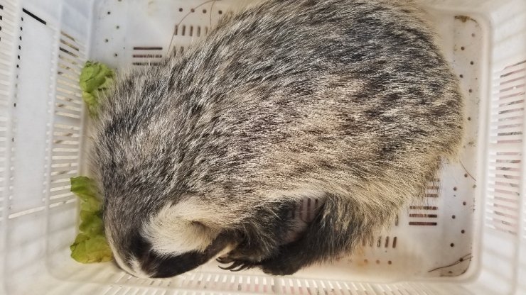 Doğa yürüyüşü sırasında yaralı porsuk buldular