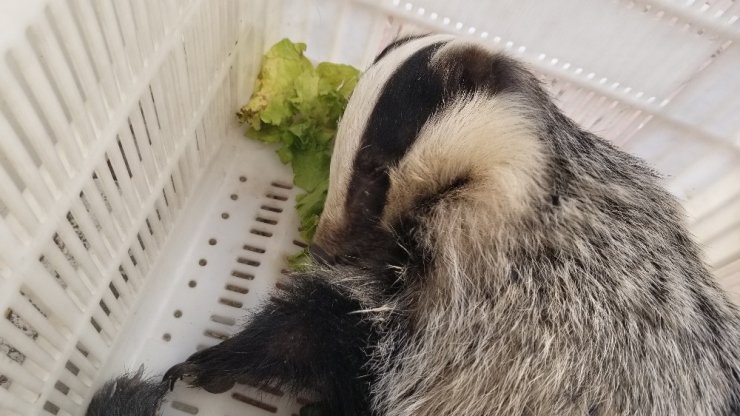 Doğa yürüyüşü sırasında yaralı porsuk buldular