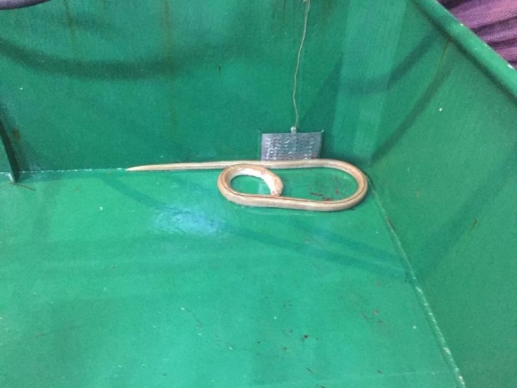 Çanakkale Boğazı’nda ilk kez görüldü